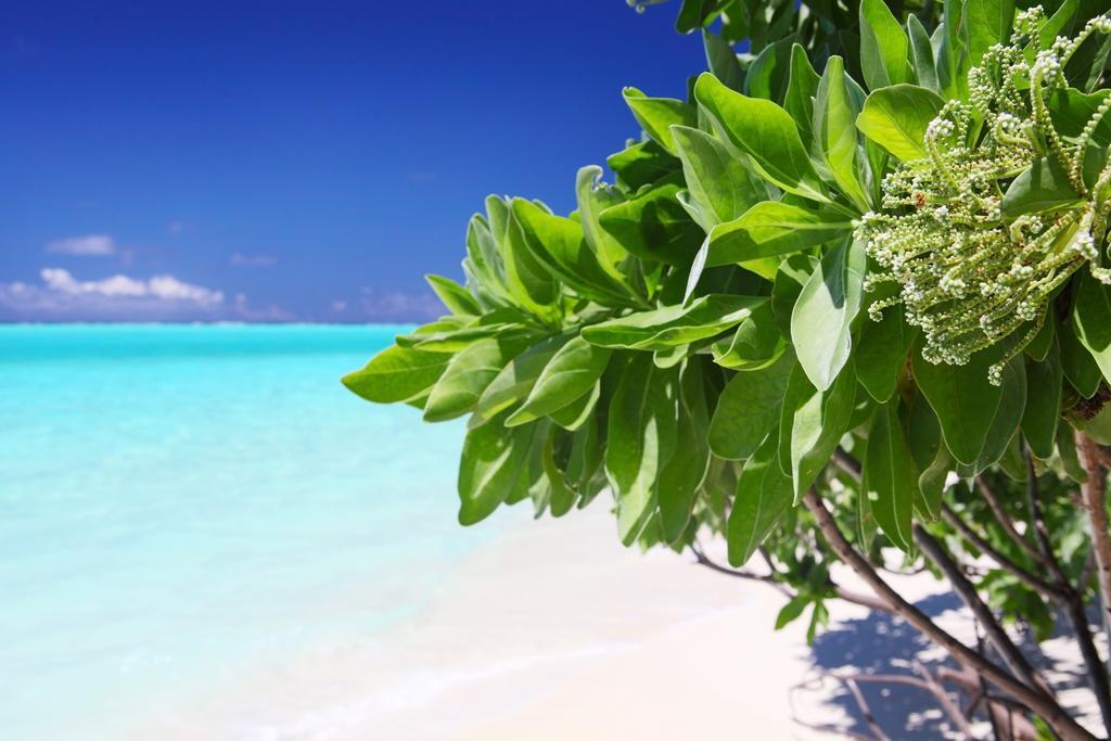 Holiday Cottage Thoddoo, Maldives Экстерьер фото